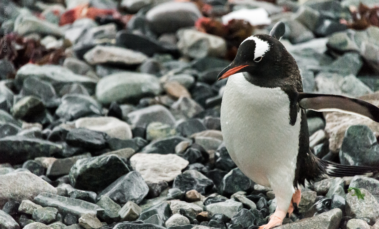 Antarctica - January 2017