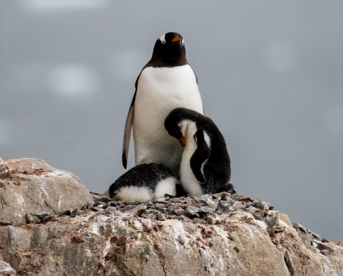 Antarctica - January 2017