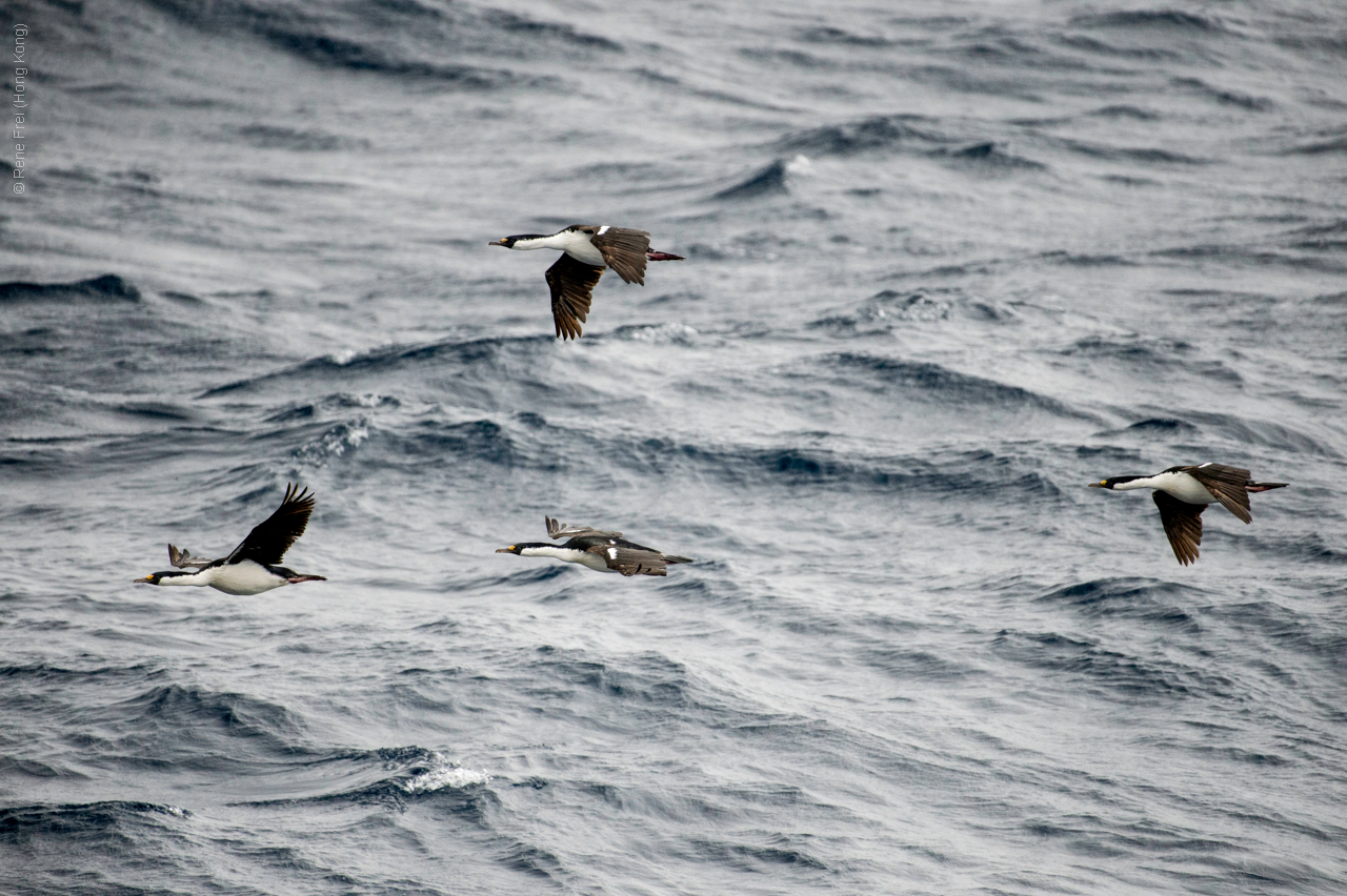 Antarctica - January 2017