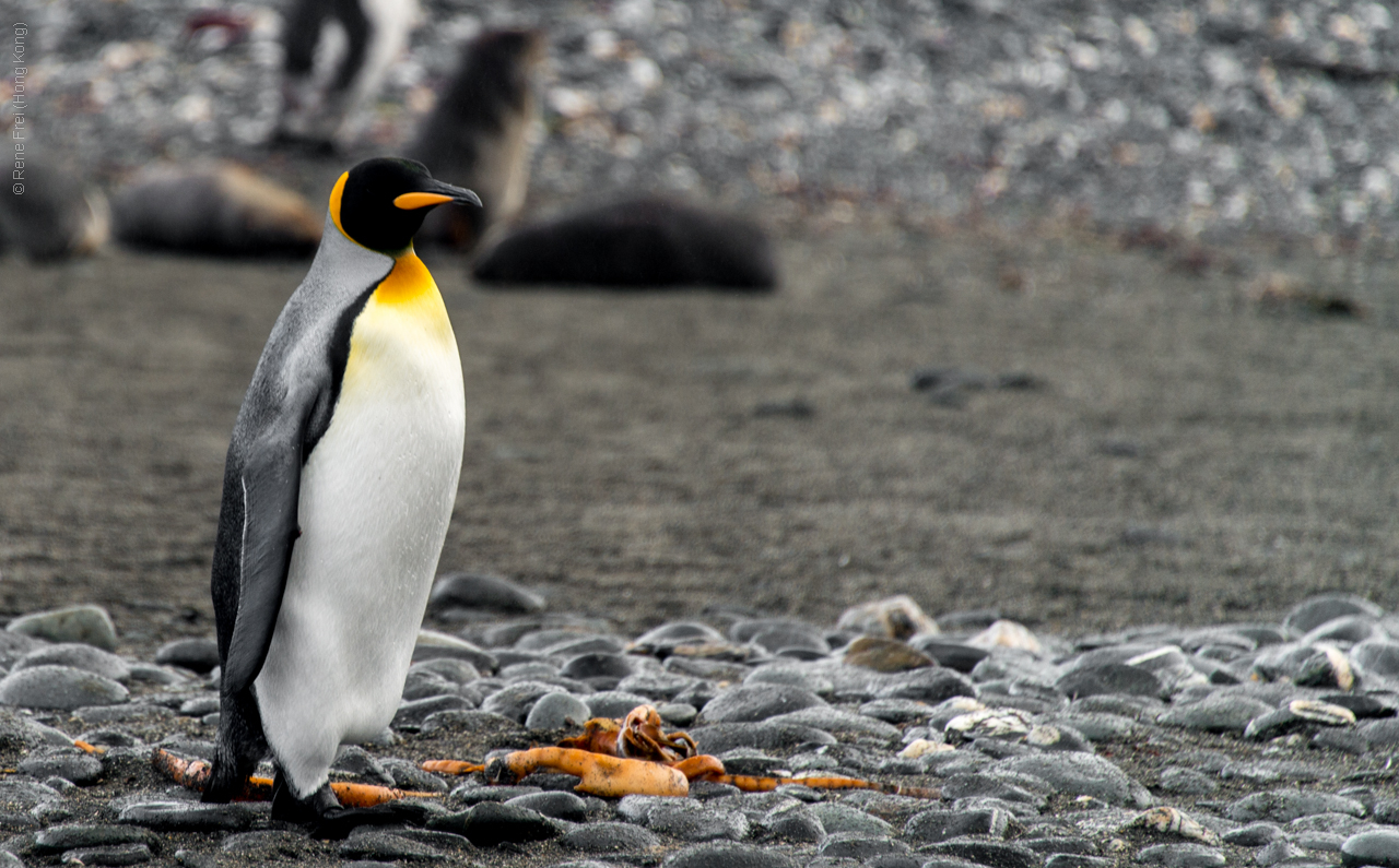 Antarctica - January 2017