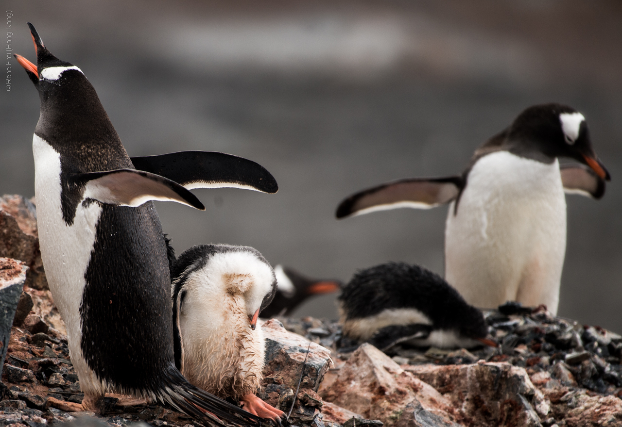 Antarctica - January 2017