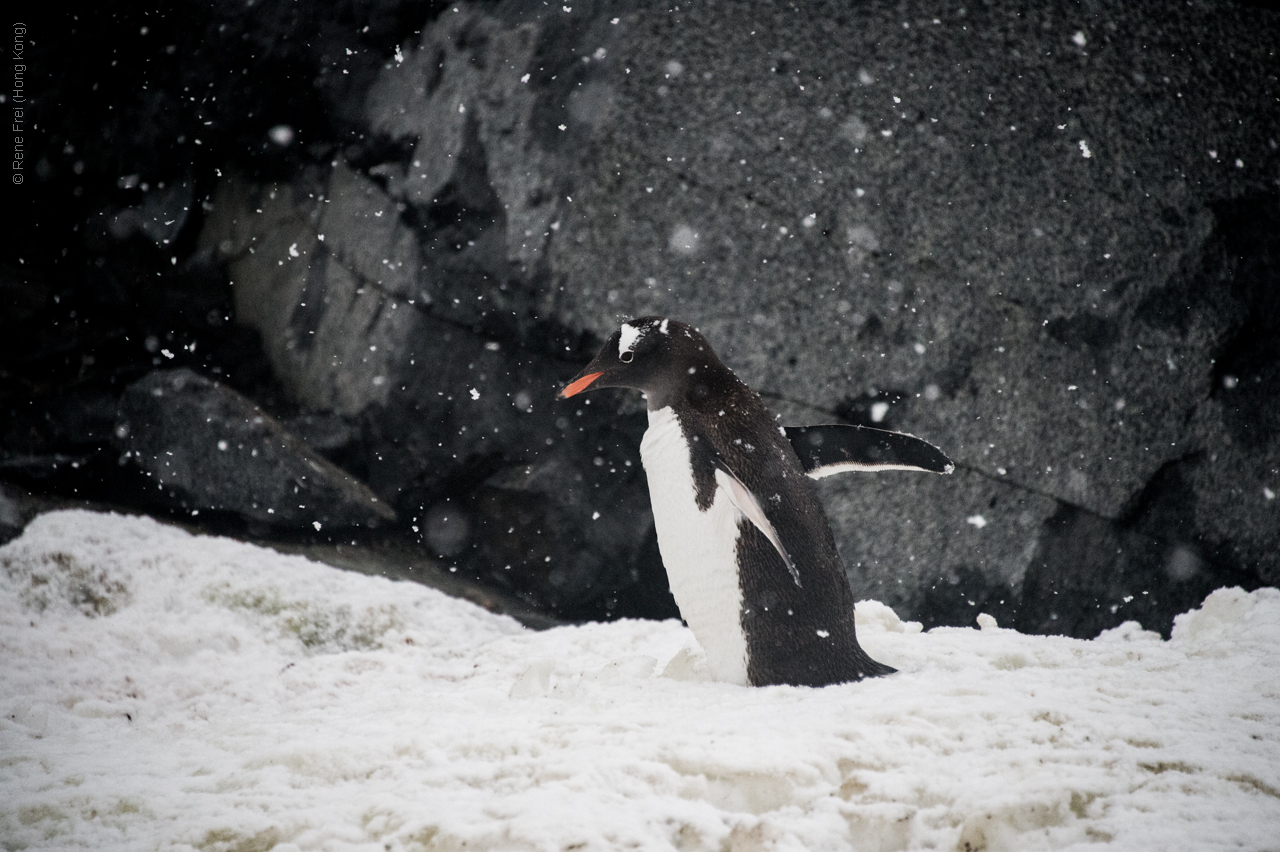 Antarctica - January 2017