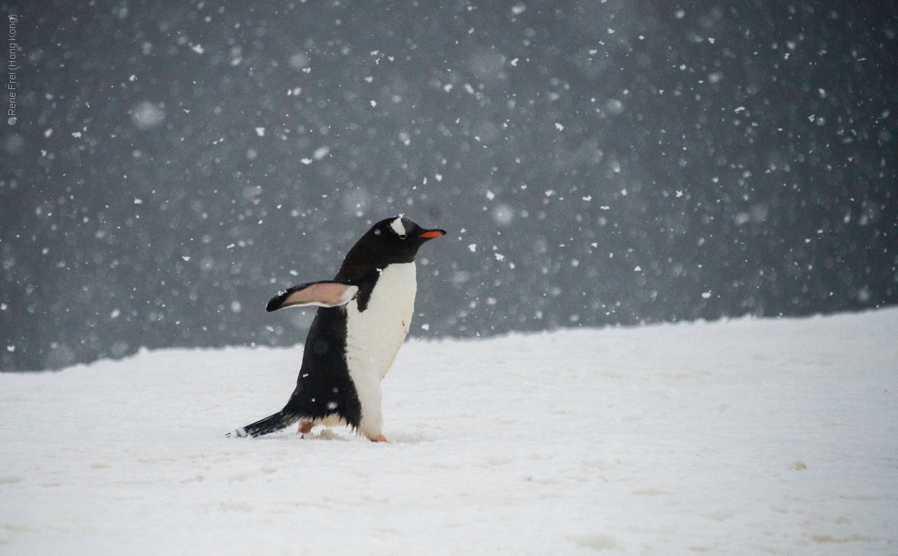 Antarctica - January 2017