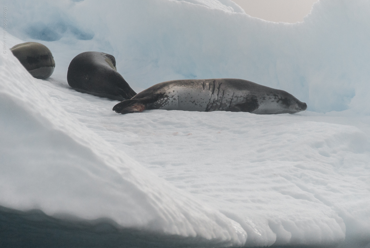 Antarctica - January 2017