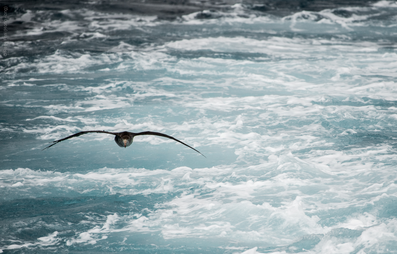 Antarctica - January 2017