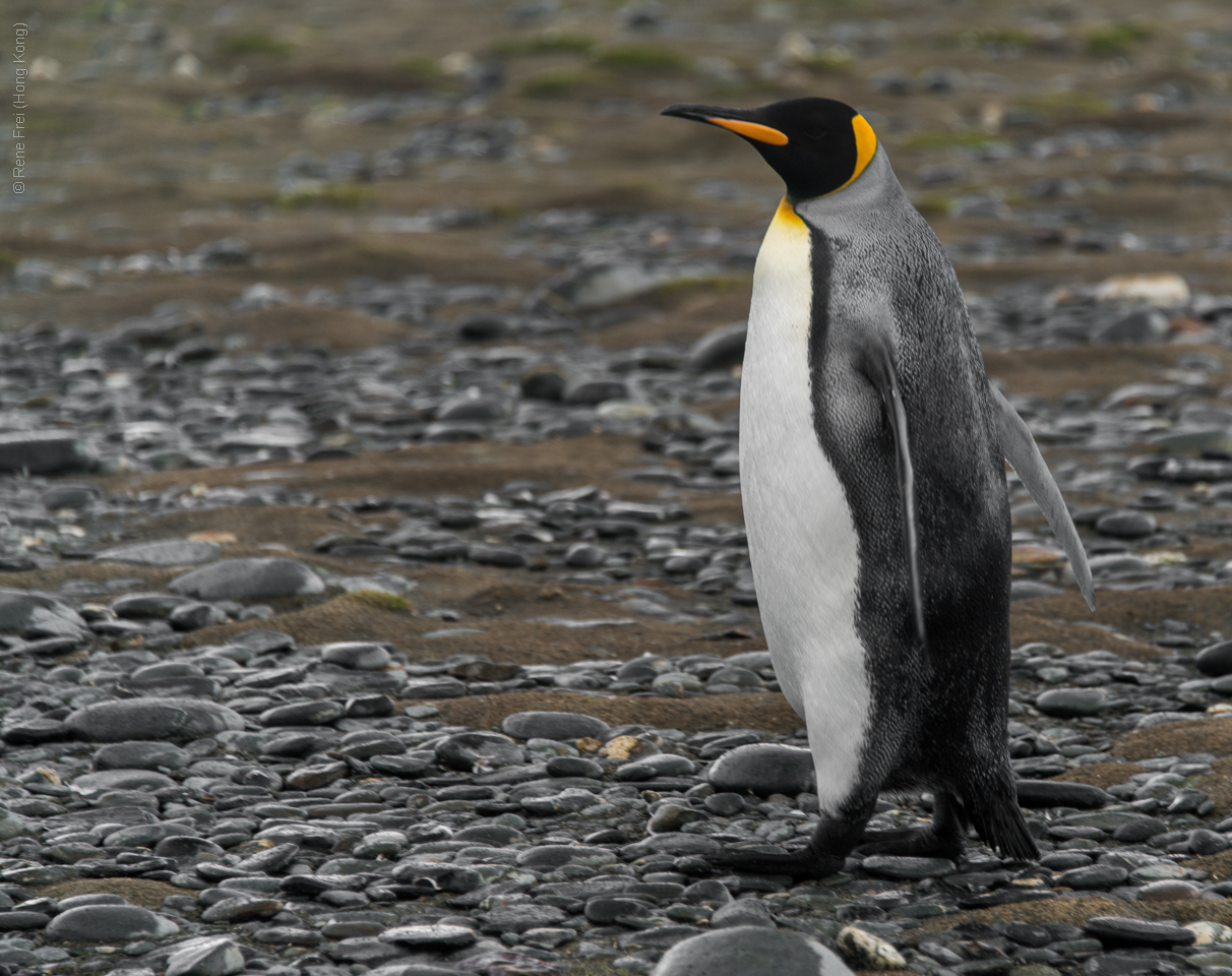 Antarctica - January 2017