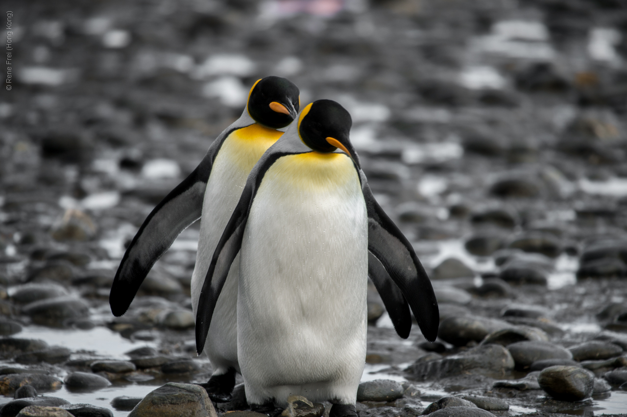 Antarctica - January 2017