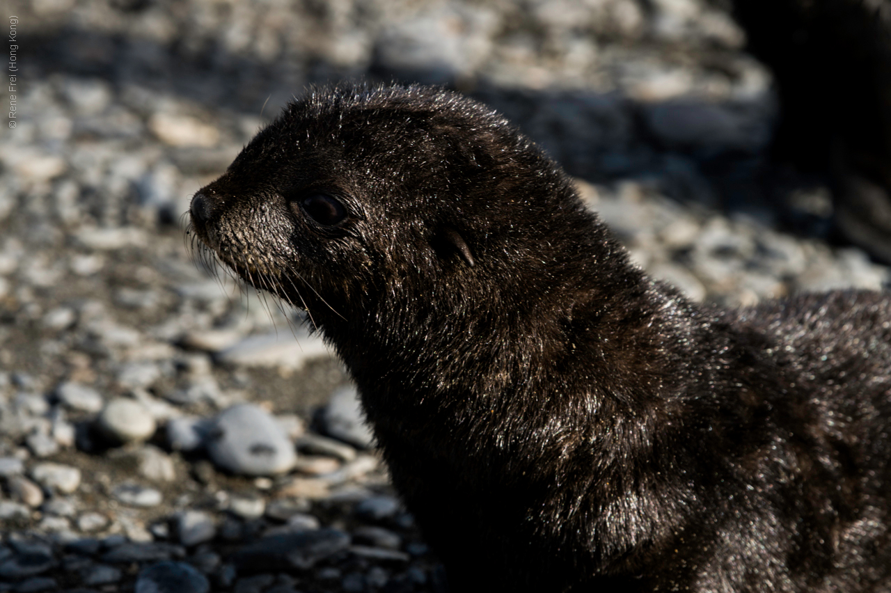 Antarctica - January 2017