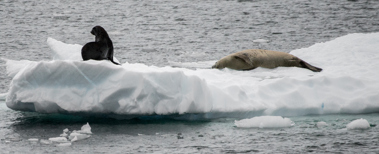 Antarctica - January 2017