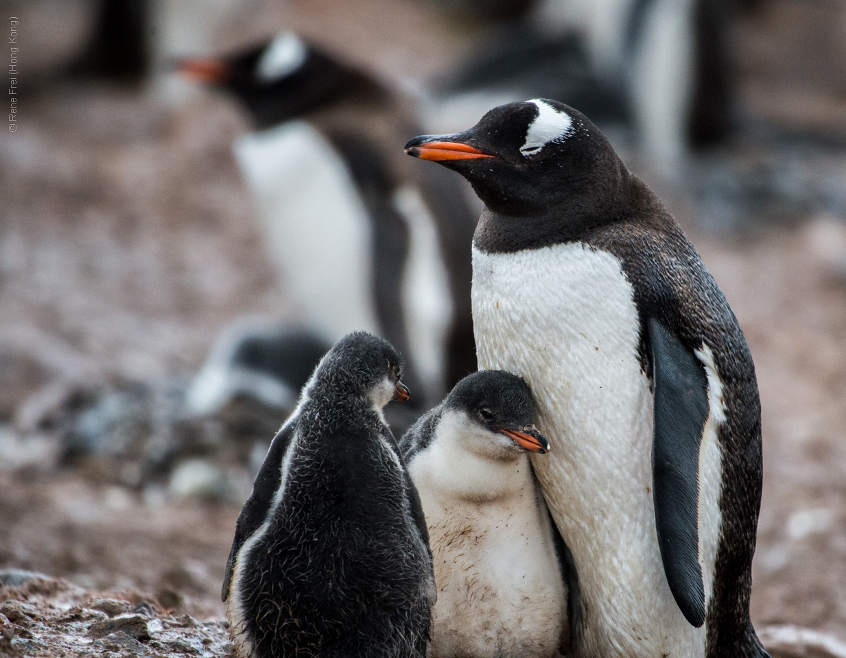 Antarctica - January 2017