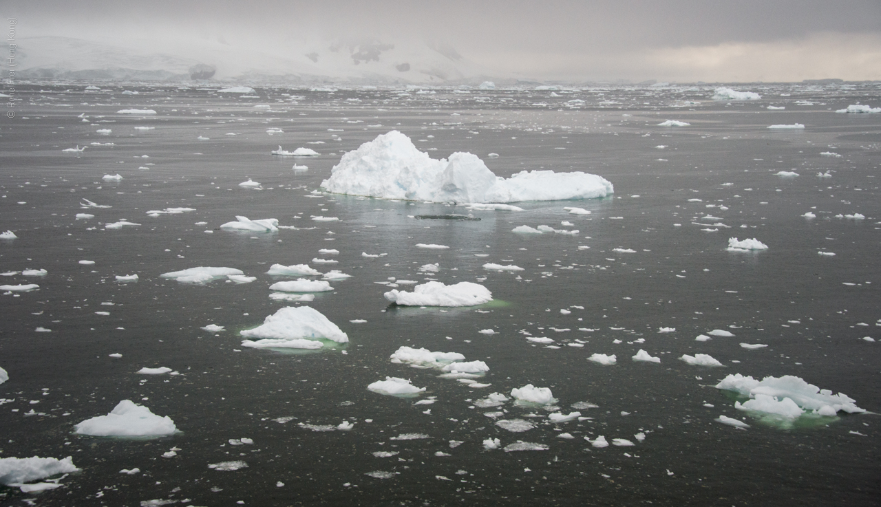 Antarctica - January 2017