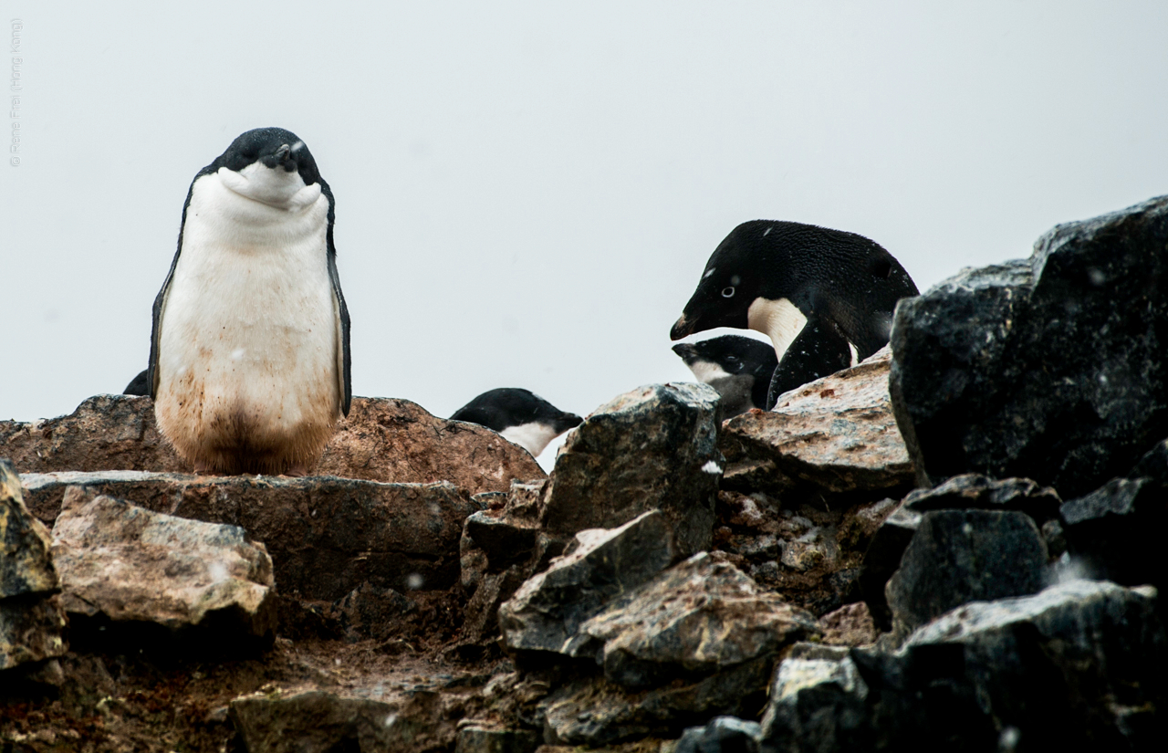 Antarctica - January 2017