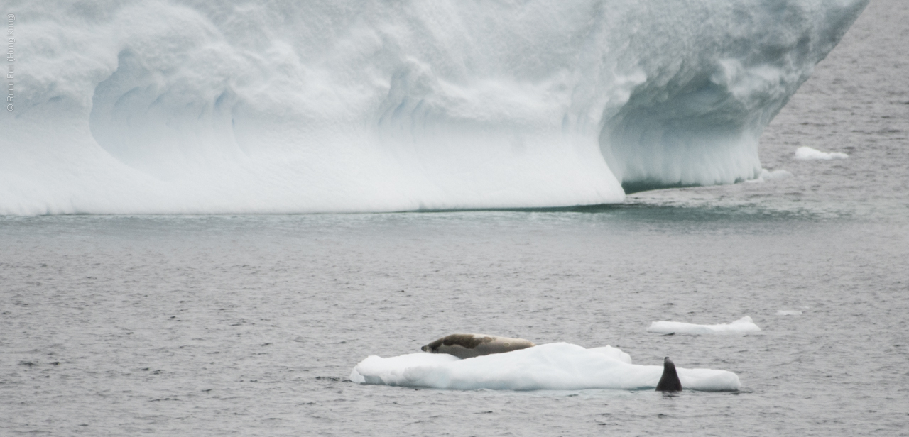 Antarctica - January 2017