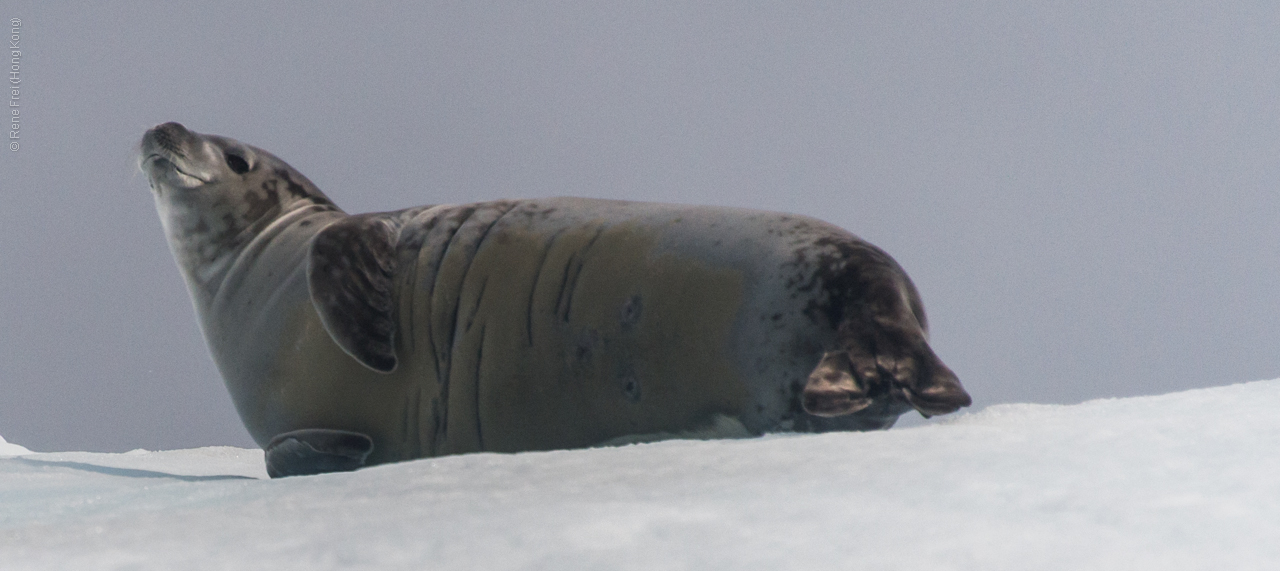 Antarctica - January 2017