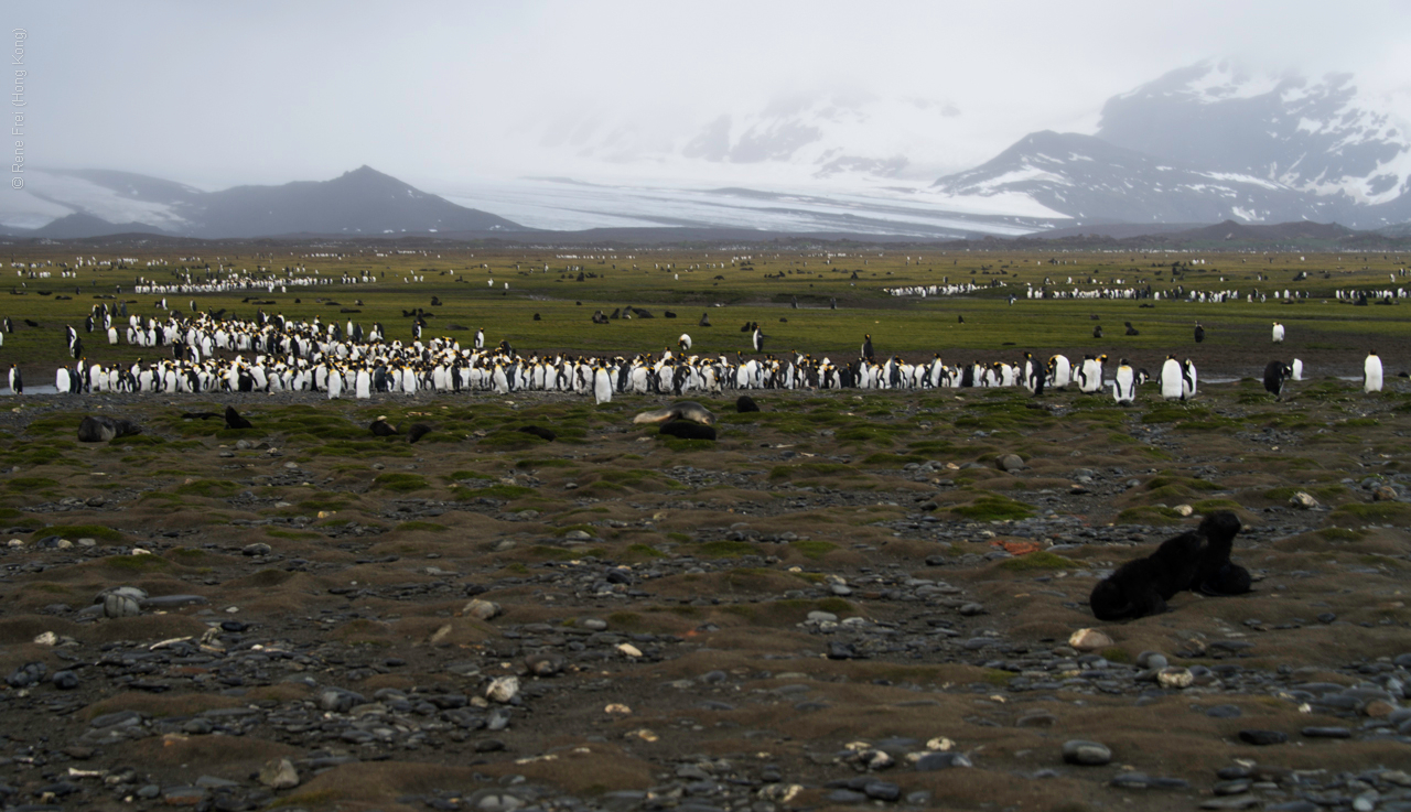 Antarctica - January 2017