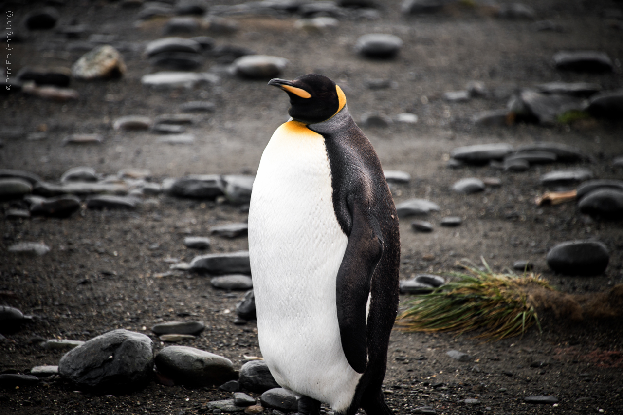 Antarctica - January 2017