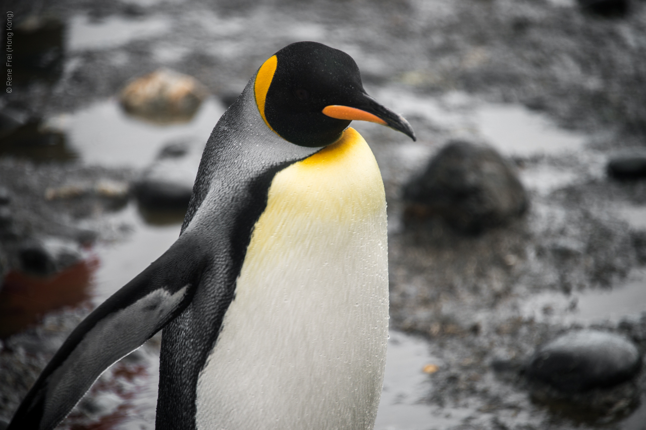 Antarctica - January 2017