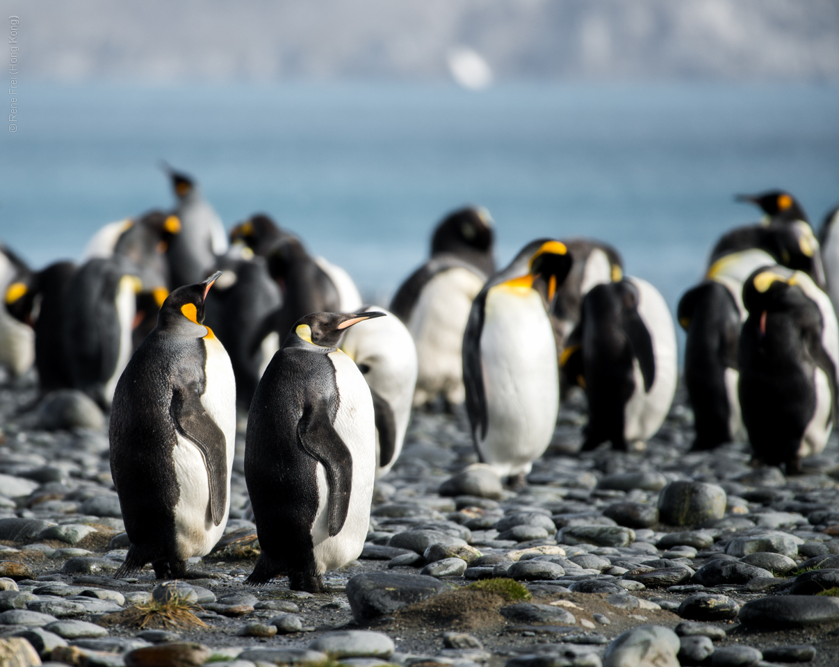 Antarctica - January 2017