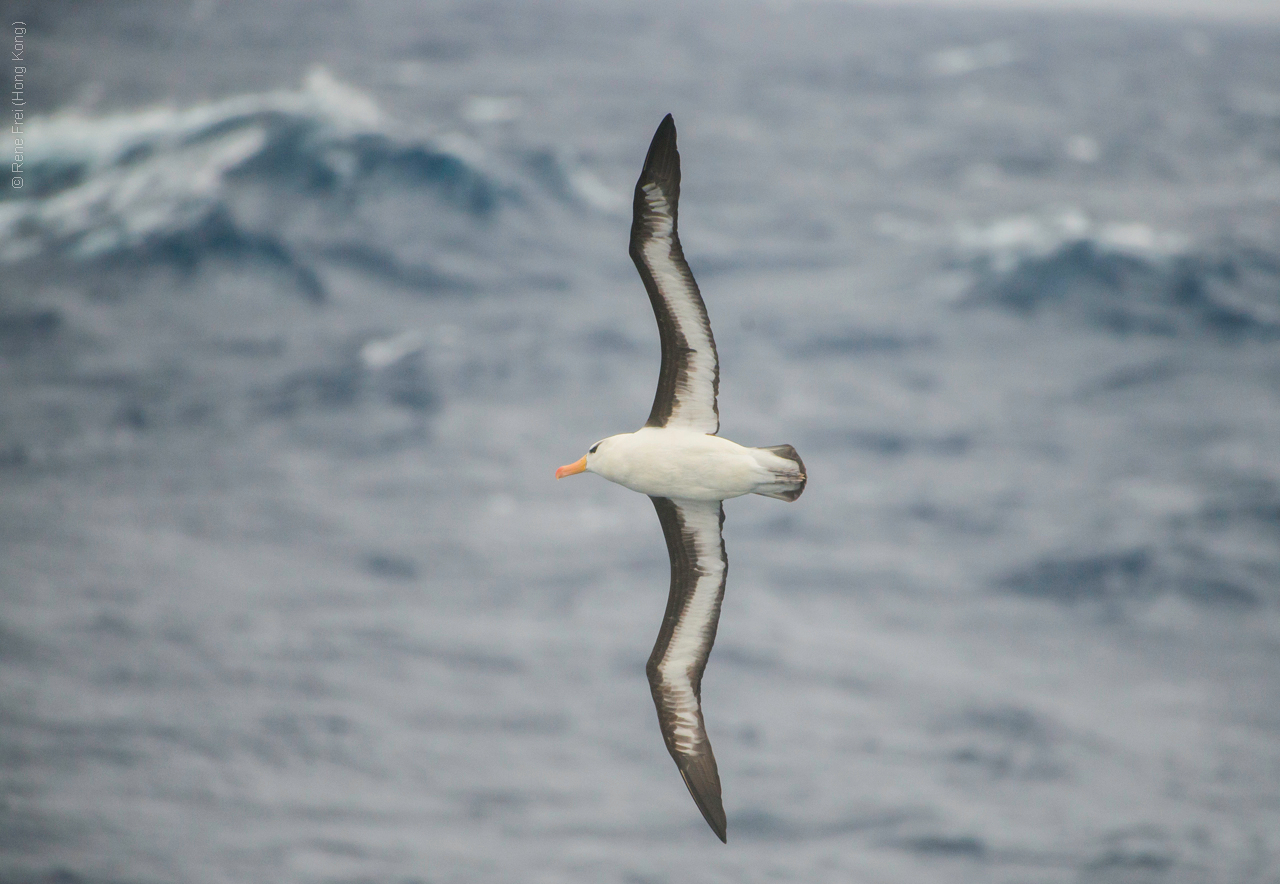 Antarctica - January 2017