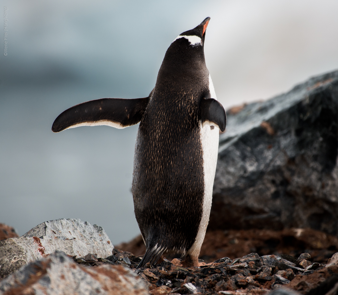 Antarctica - January 2017