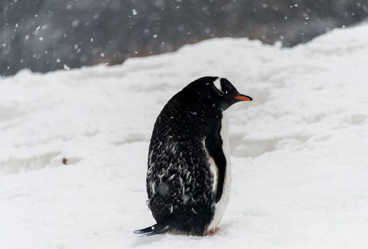 Antarctica - January 2017