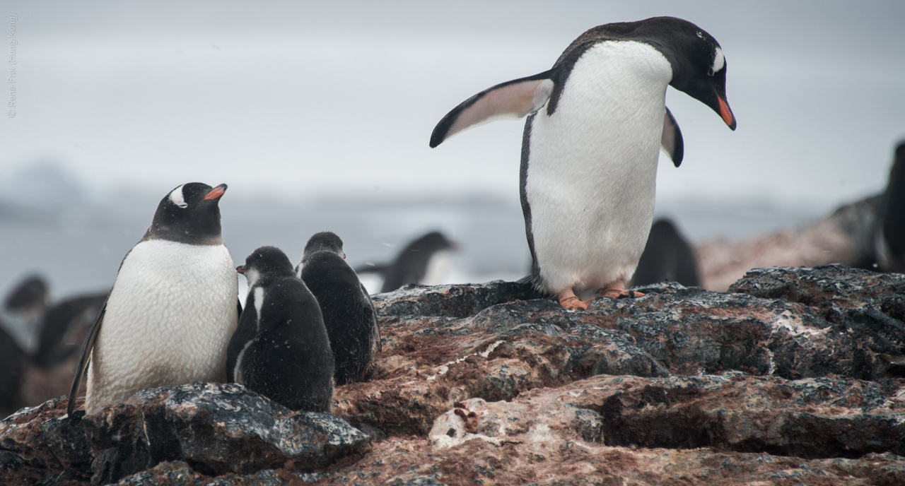 Antarctica - January 2017