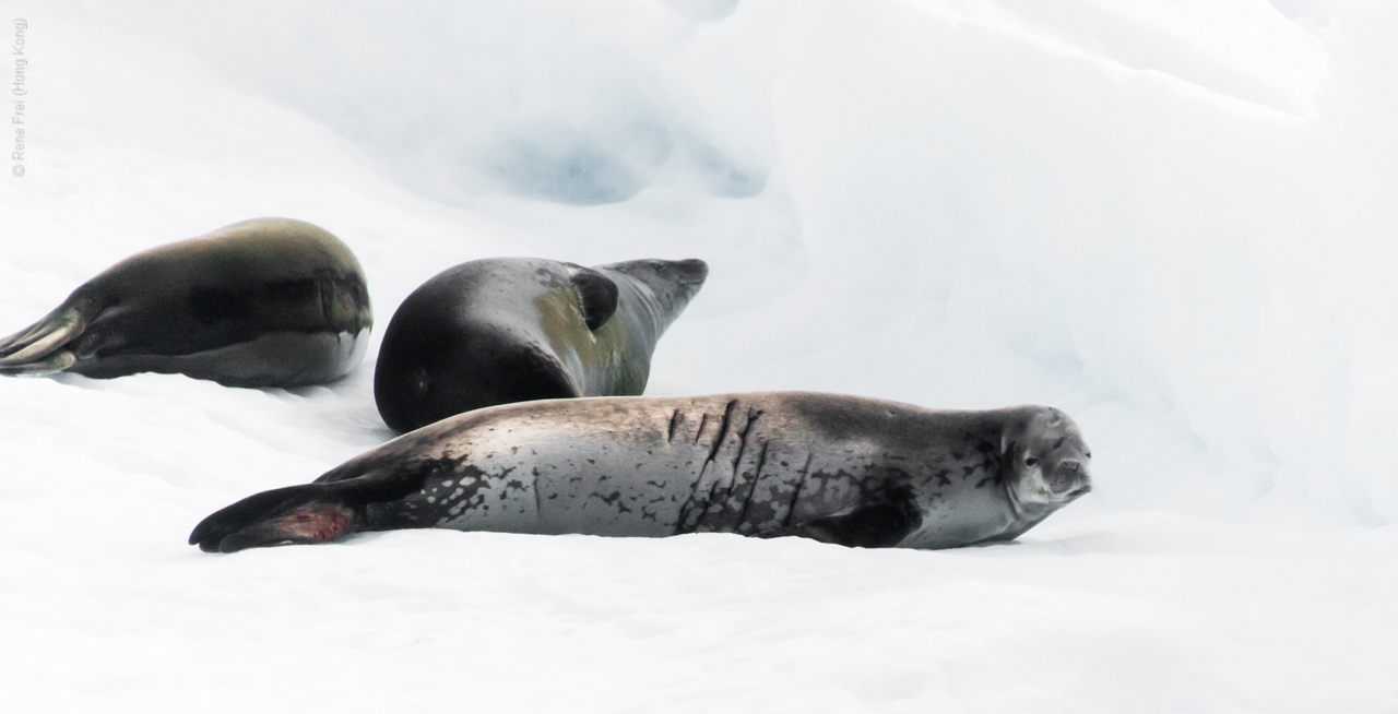 Antarctica - January 2017