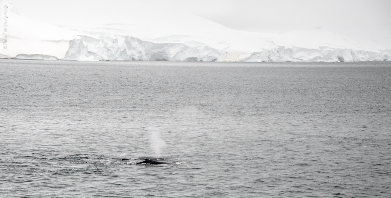 Antarctica - January 2017