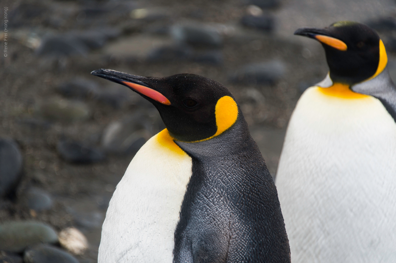 Antarctica - January 2017