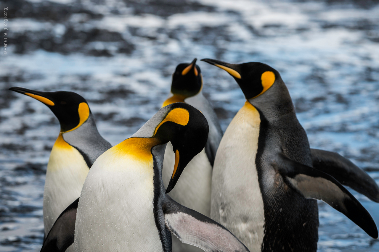 Antarctica - January 2017