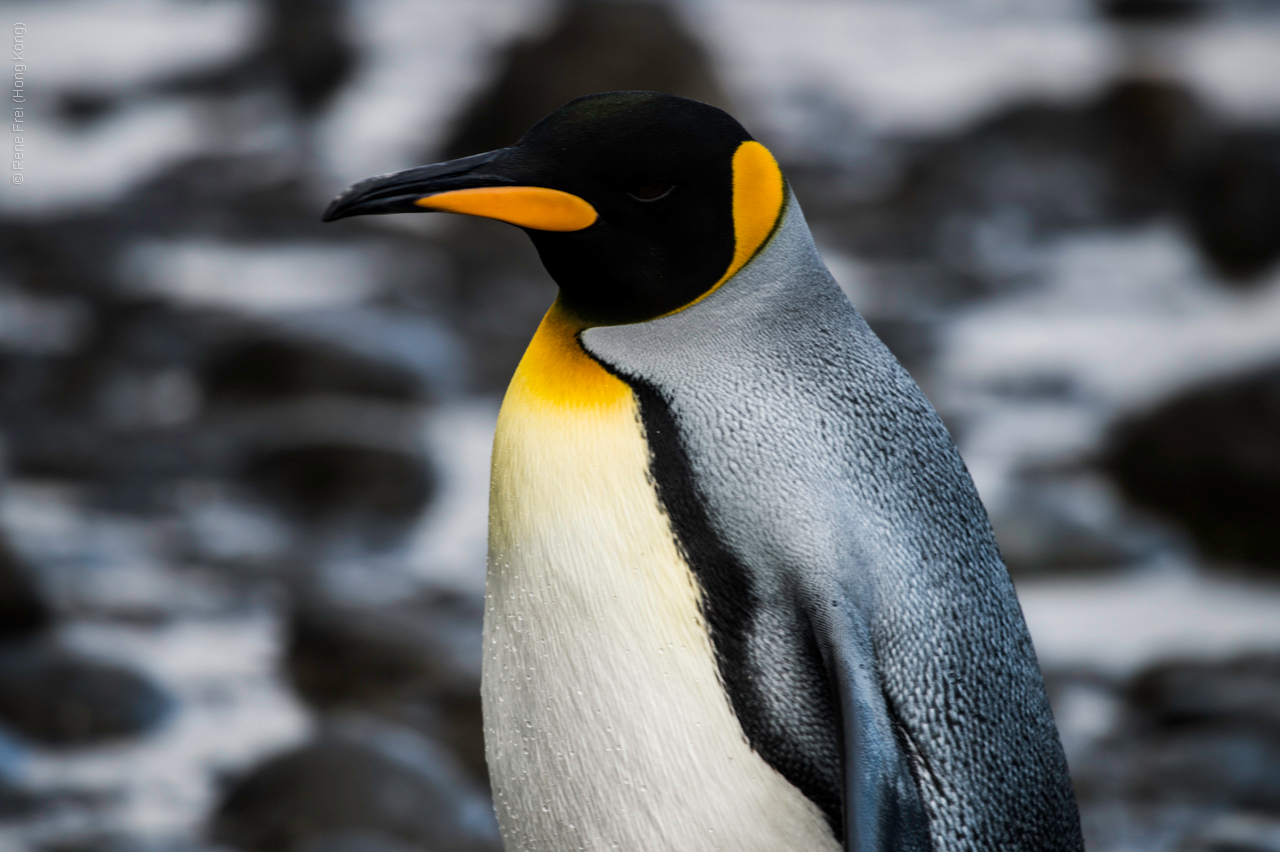 Antarctica - January 2017