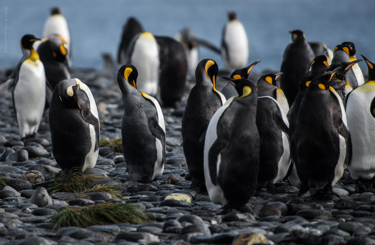 Antarctica - January 2017