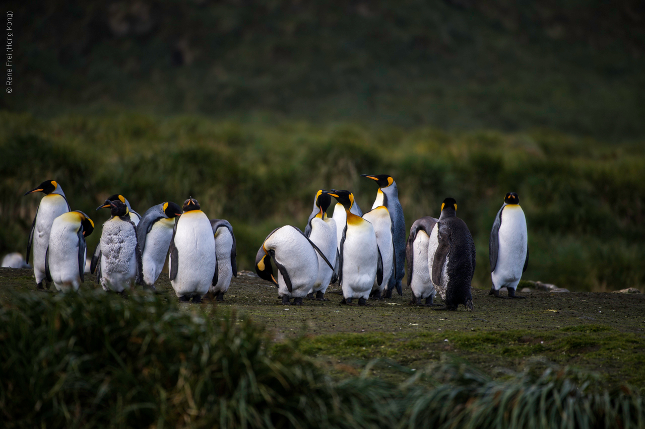 Antarctica - January 2017