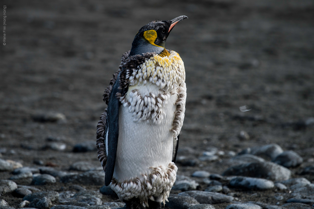 Antarctica - January 2017