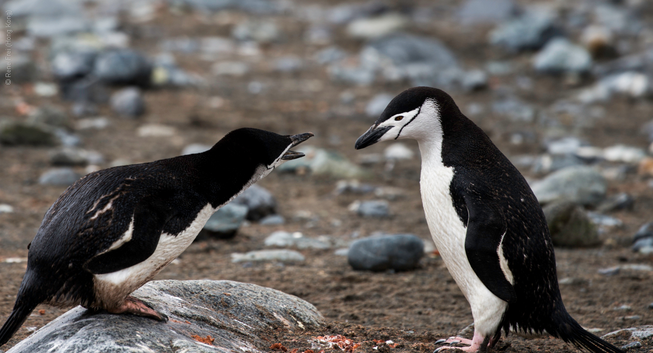 Antarctica - January 2017