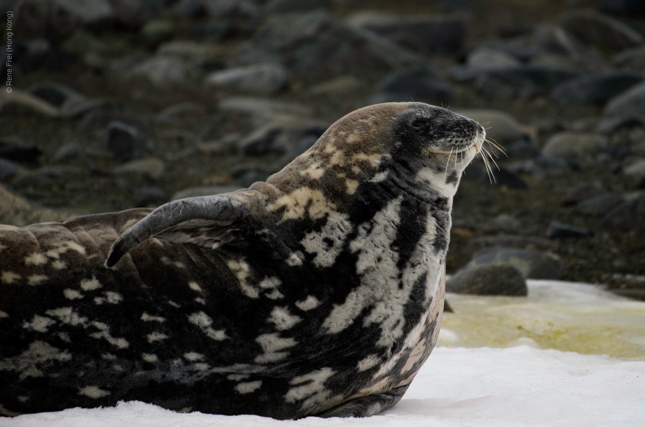 Antarctica - January 2017