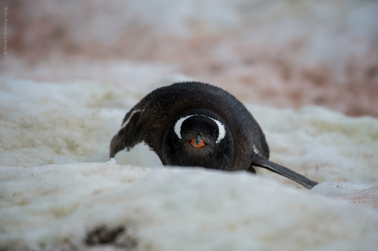 Antarctica - January 2017