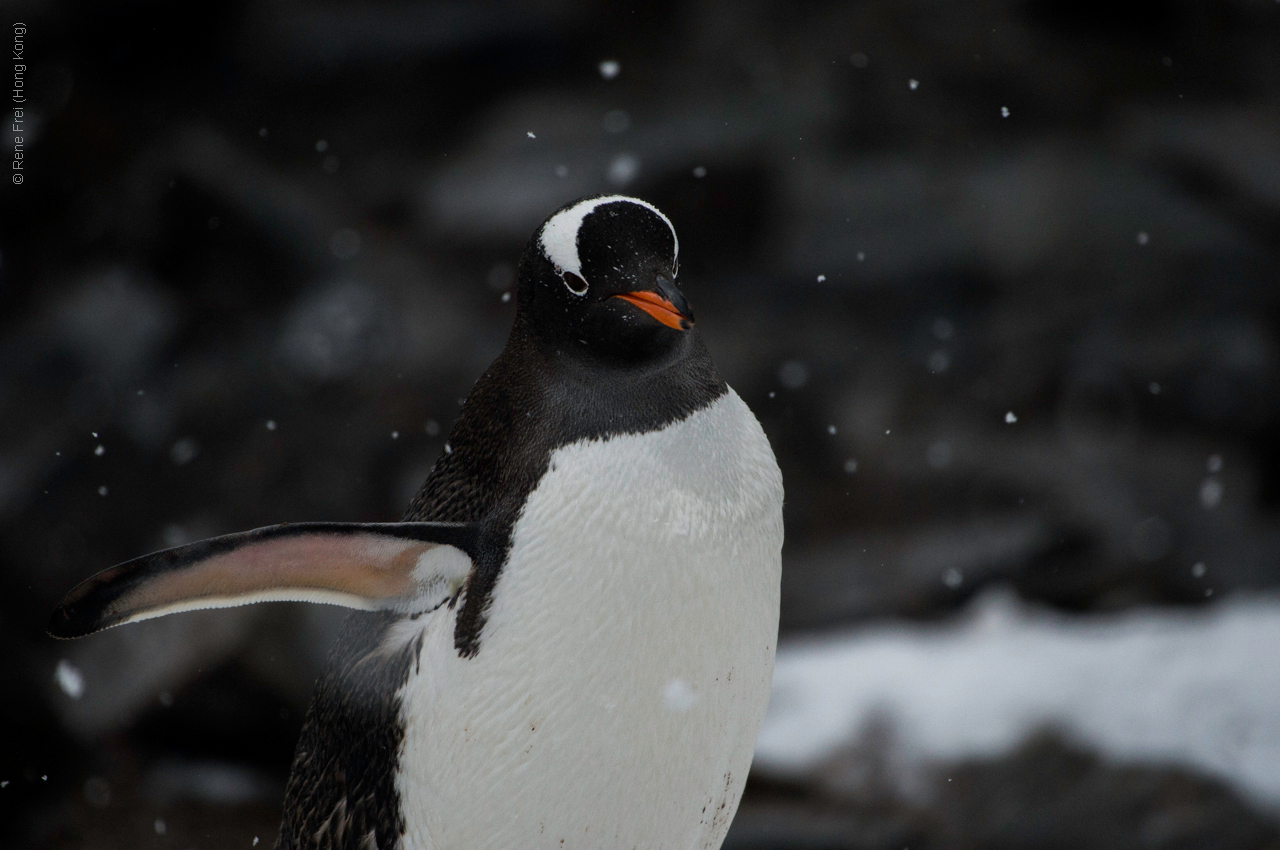 Antarctica - January 2017