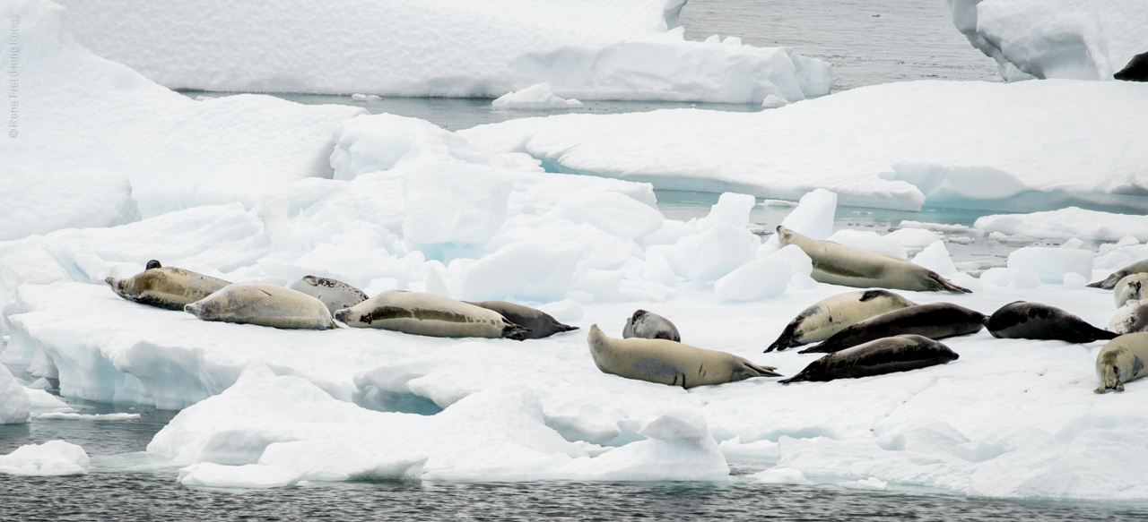 Antarctica - January 2017