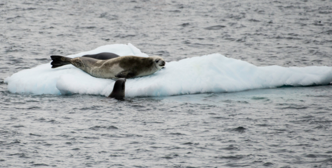 Antarctica - January 2017