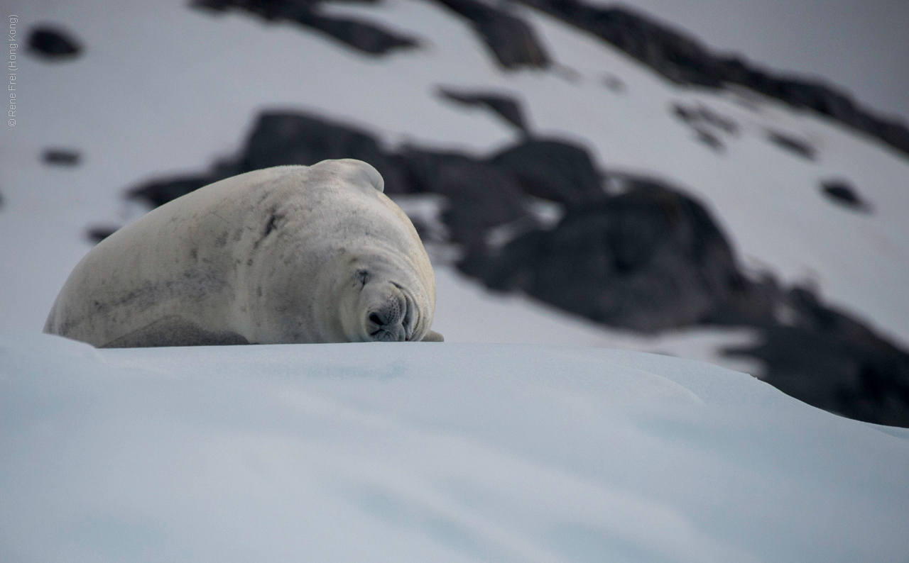 Antarctica - January 2017