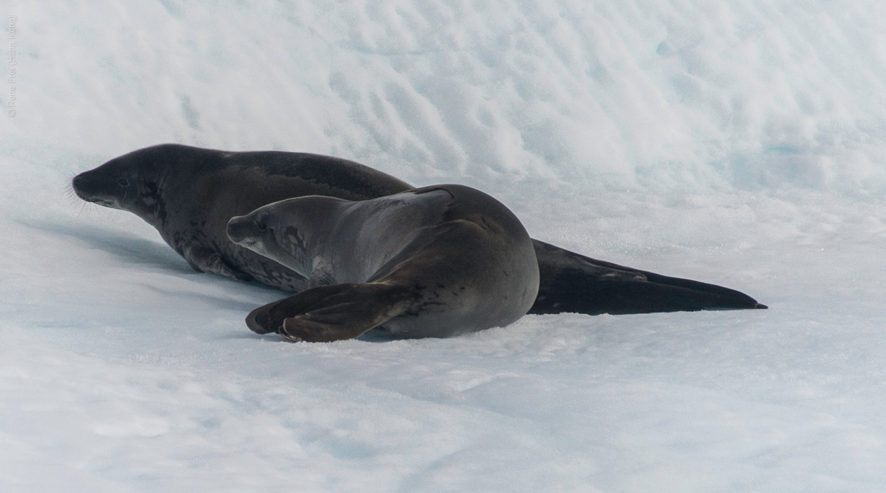 Antarctica - January 2017