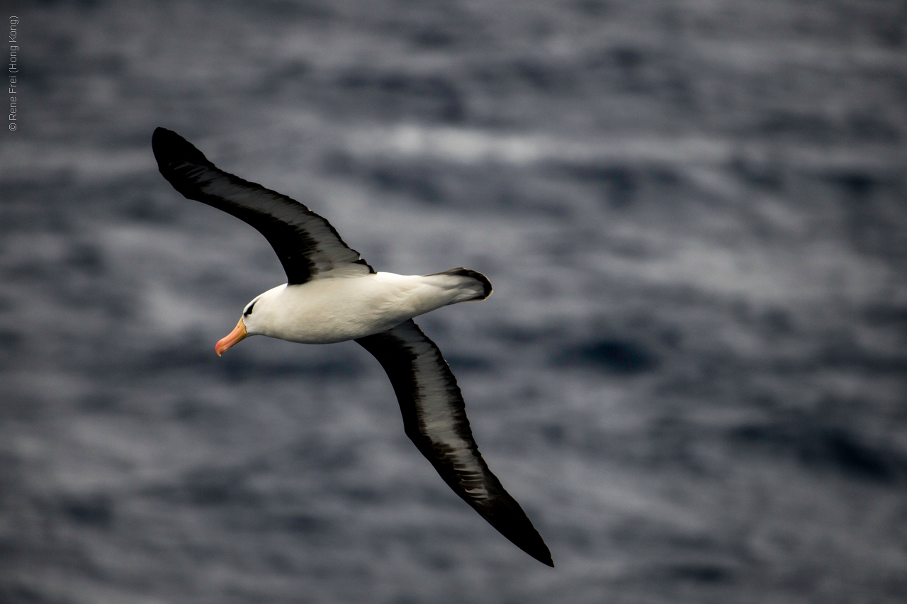 Antarctica - January 2017