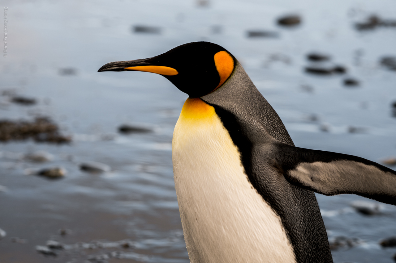 Antarctica - January 2017