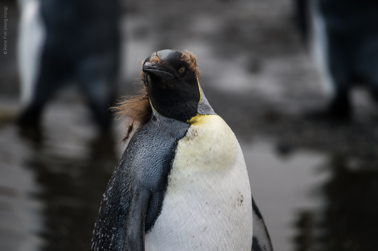 Antarctica - January 2017