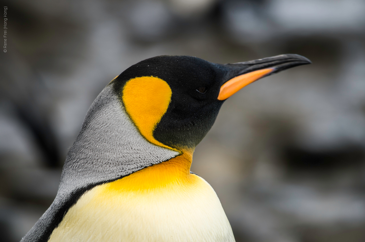 Antarctica - January 2017