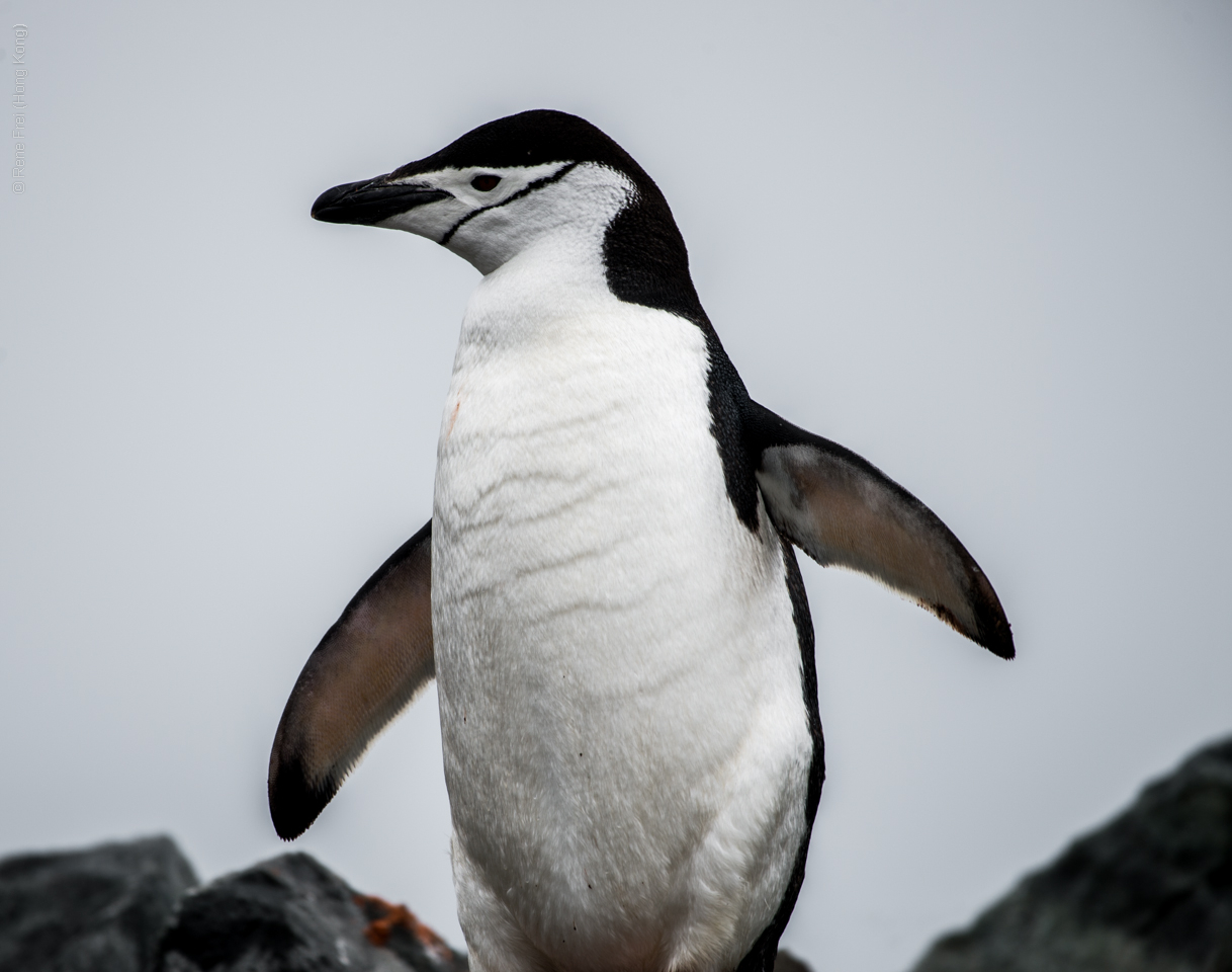 Antarctica - January 2017