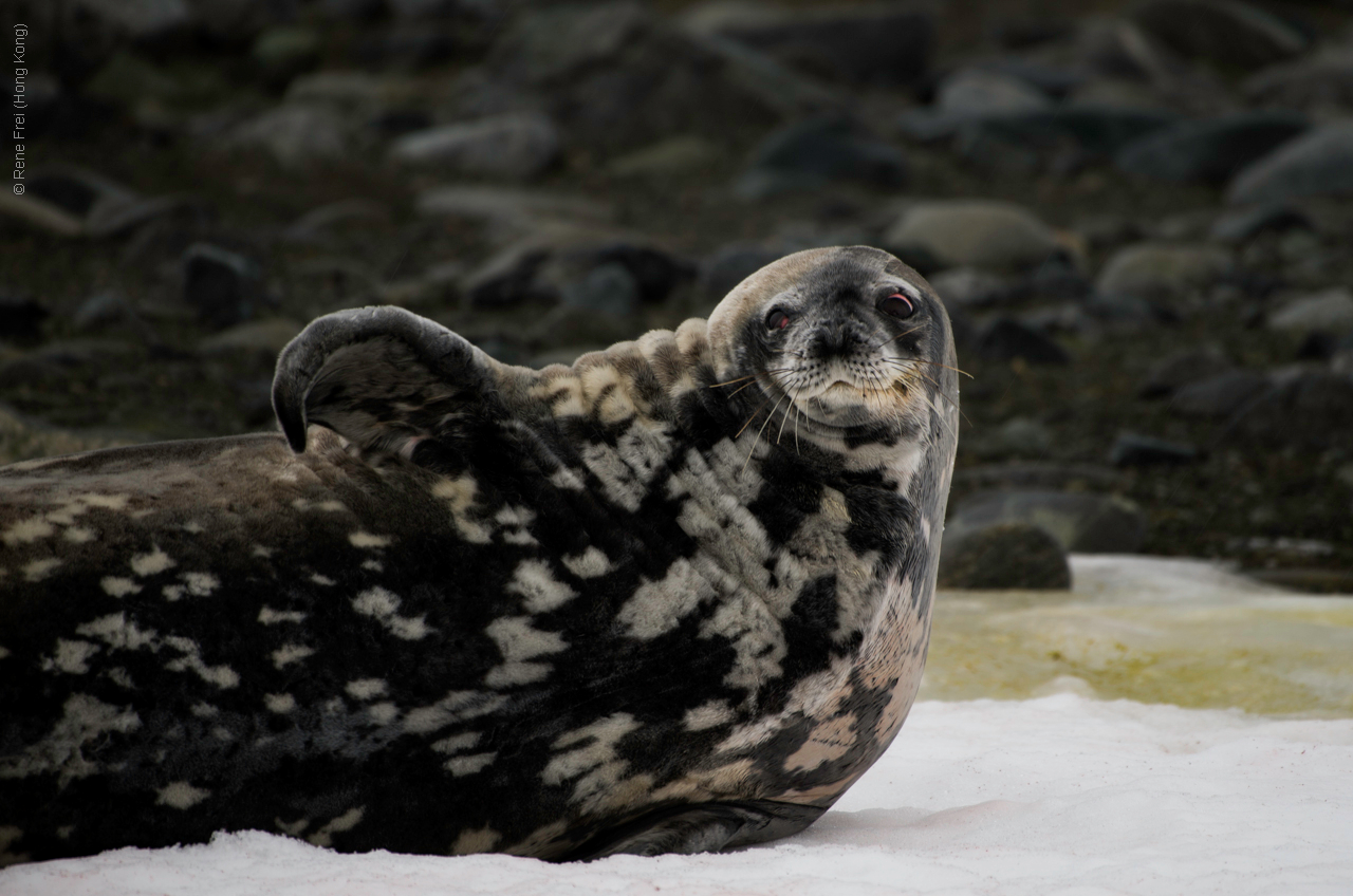 Antarctica - January 2017