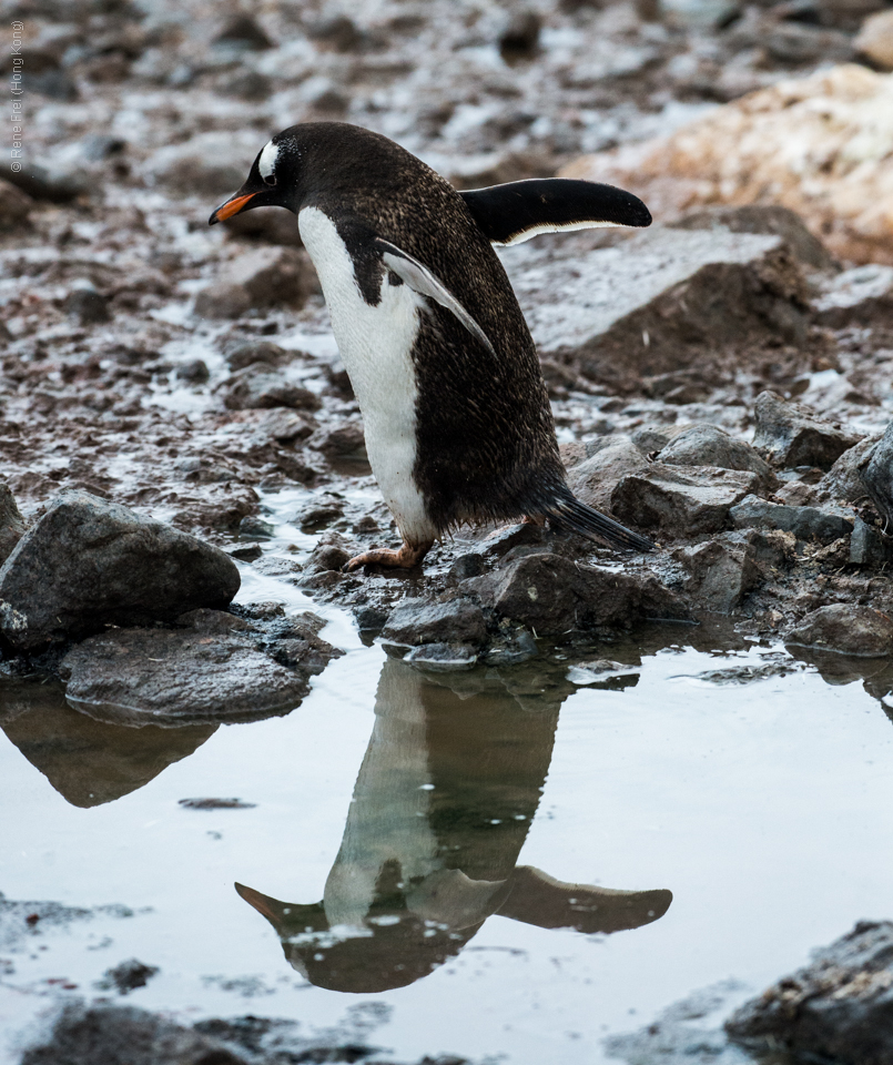 Antarctica - January 2017