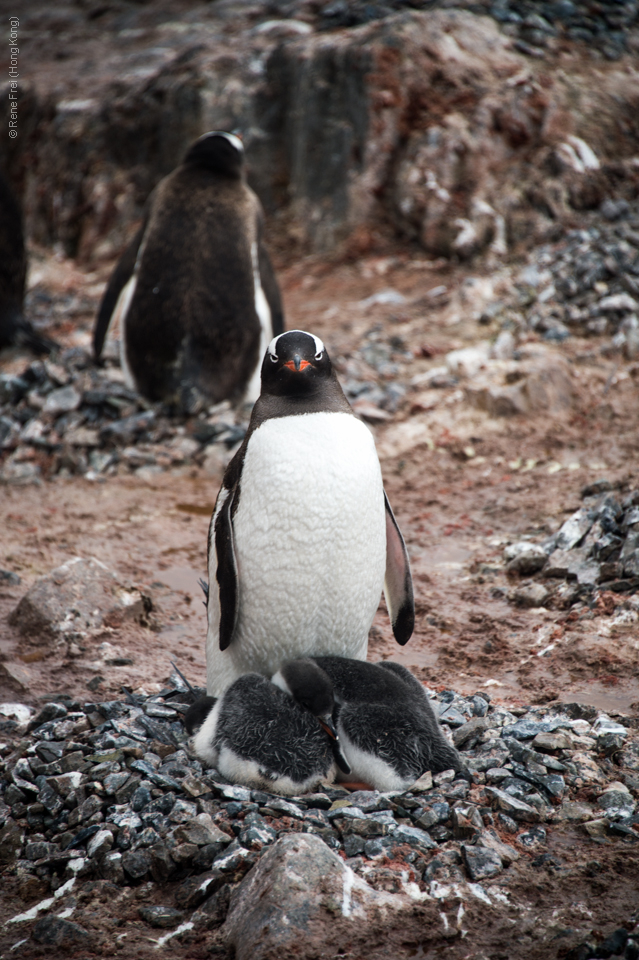 Antarctica - January 2017